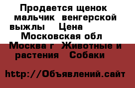 Продается щенок( мальчик )венгерской выжлы  › Цена ­ 35 000 - Московская обл., Москва г. Животные и растения » Собаки   